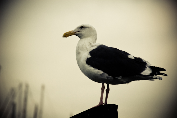 on the alert